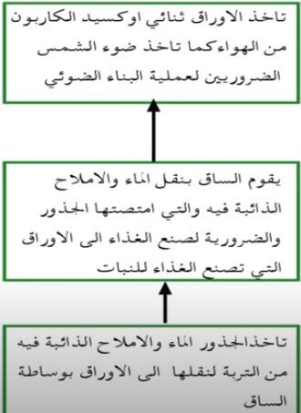 مخطط يوضح خطوات عملية البناء الضوئي